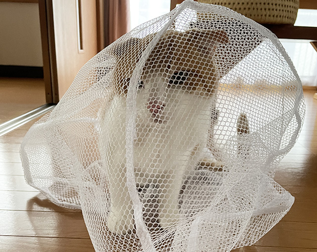 洗濯ネットに入る練習猫