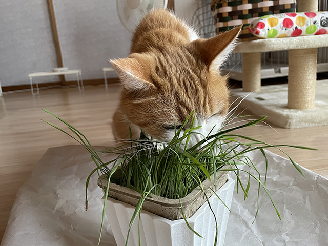 猫草～～～！
