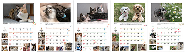 ネコと動物愛護チャリティーカレンダー2024掲載写真のご紹介