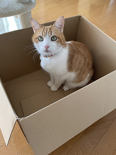 箱猫