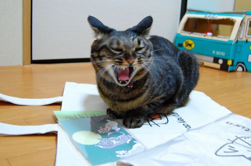 ネコちゃんのイラストポストカード付き