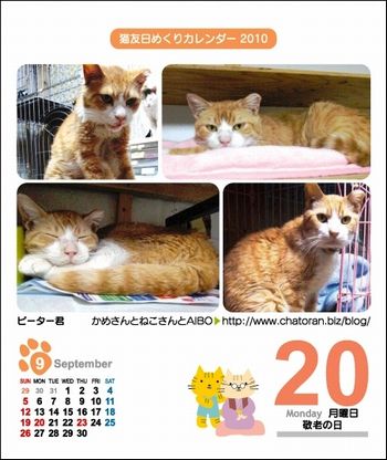 ピーター君の猫友日めくりカレンダー