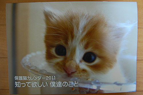 長崎猫の会.さんの保護猫カレンダー2011『知って欲しい 僕達のこと』
