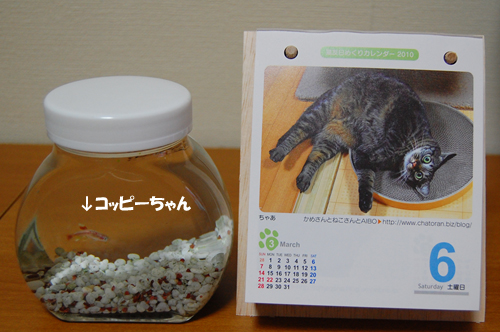 猫友日めくりカレンダーとコッピーちゃん