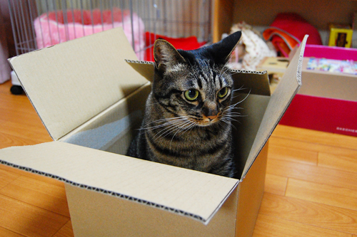 箱猫♪