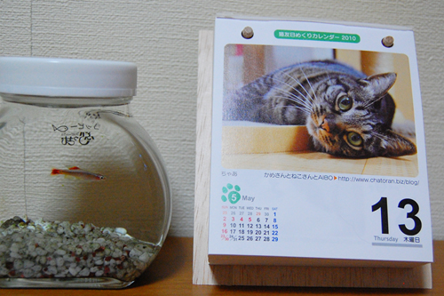 猫友日めくりカレンダーとコッピーちゃん